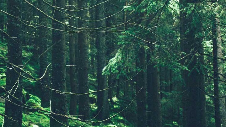 reforestaction