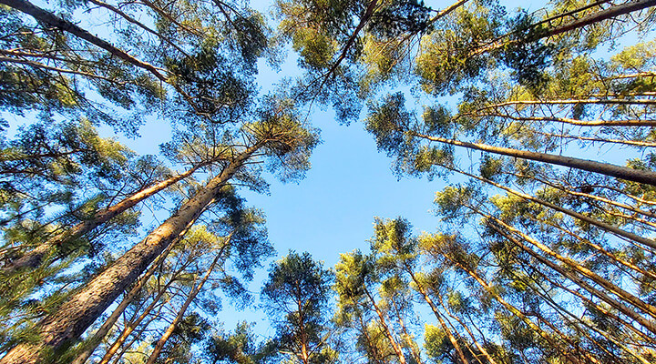 Una foresta rappresenta la policy di BNL BNP Paribas per la tutela dell'ambiente e l'impegno alla transizione energetica.